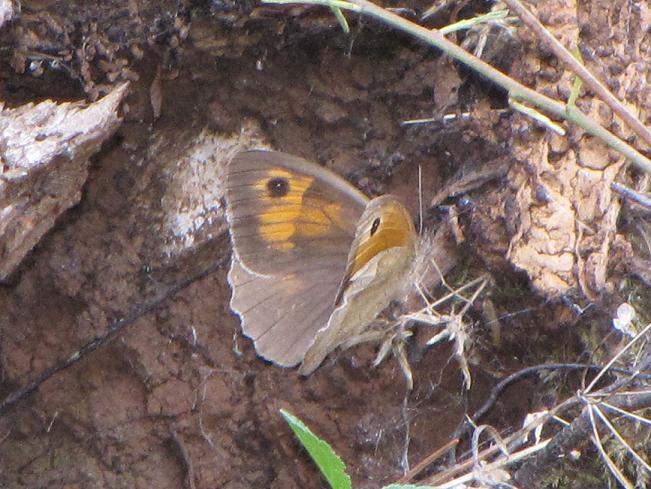 Farfalla da identificare - Maniola jurtina (femmina)